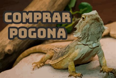 Comprar pogona | Todo lo que Necesitas Saber al Comprar una Pogona