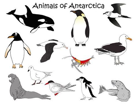 Antarctica Animals Downloadable Clip Art Orca Penguin - Etsy | Antarctic animals, Animals ...