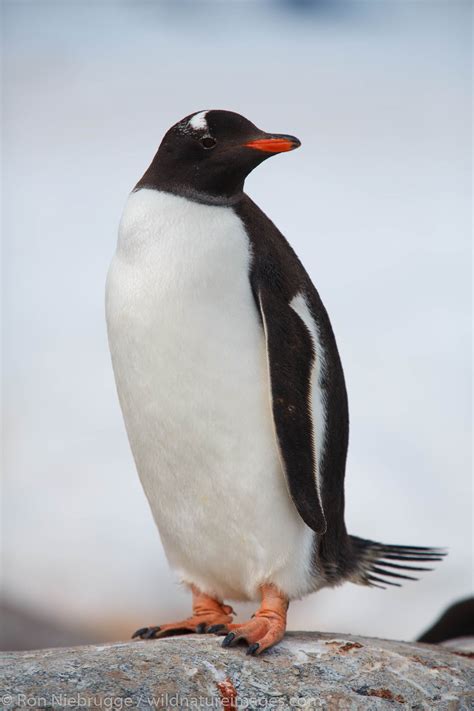 Gentoo Penguin | Antarctica | Photos by Ron Niebrugge