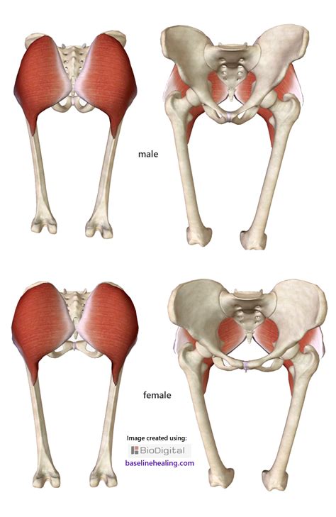 Gluteus Muscles Diagram