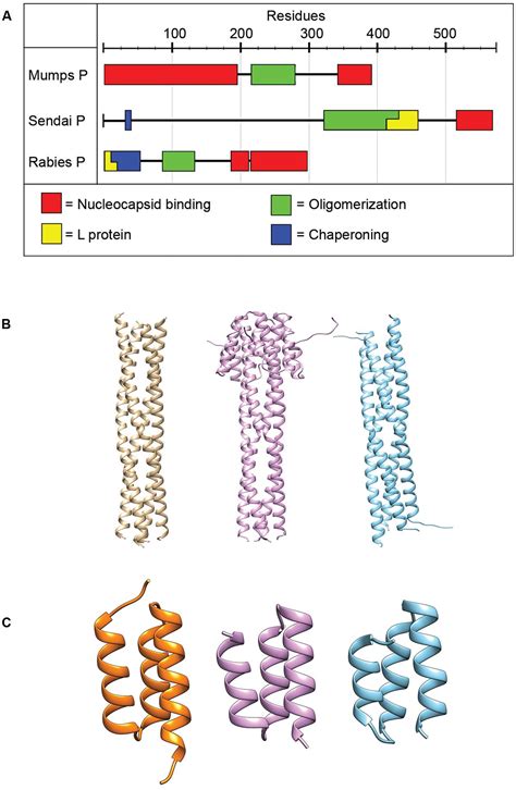 Frontiers | The paramyxovirus polymerase complex as a target for next-generation anti ...