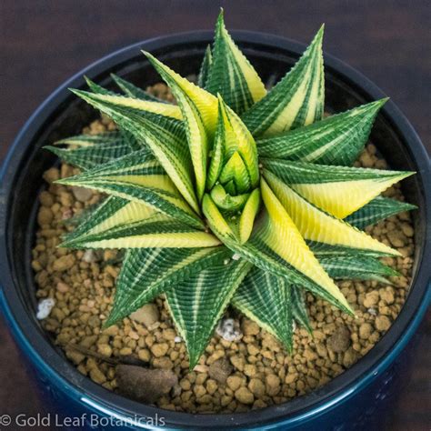 Variegated Haworthia Limifolia – Gold Leaf Botanicals