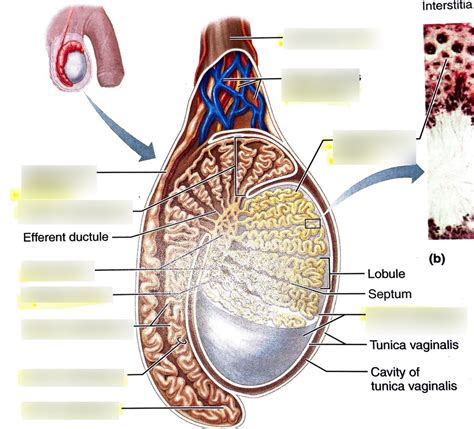 Male Gonad Structures Diagram | Quizlet