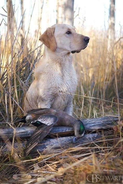 Pin by Ahlly on Labrador Retriever | Hunting dogs, Labrador retriever, Labrador