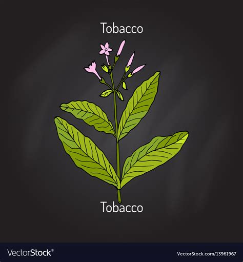 Tobacco plant Royalty Free Vector Image - VectorStock