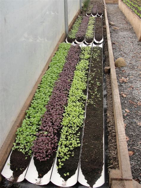 Easy and Neat Rain Gutter Garden | Gutter garden, Microgreens garden ...