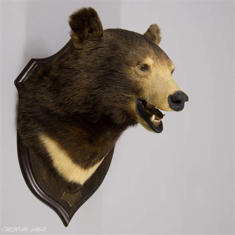 Taxidermy Bear Head by Rowland Ward - Taxidermy Jungle