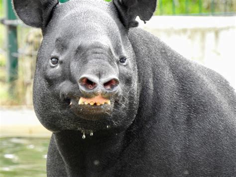 Tapir Teeth | SIMILAR BUT DIFFERENT IN THE ANIMAL KINGDOM