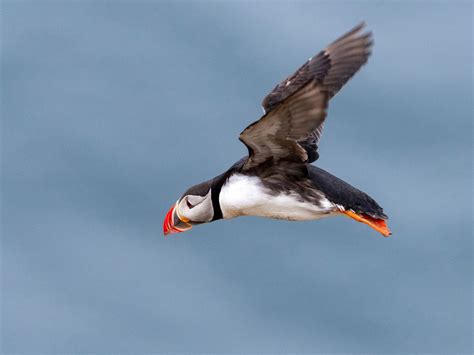 Can Puffins Fly? (Complete Guide) | Birdfact