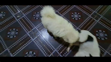 Clever dogs - YouTube