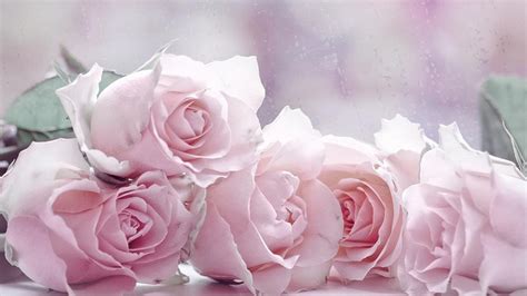 Beautiful Pink Roses, Love Rose, Pretty In Pink, Beautiful Flowers, Romantic Roses, Perfect Pink ...