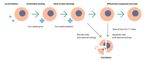 A guide to cell thawing | Cytiva