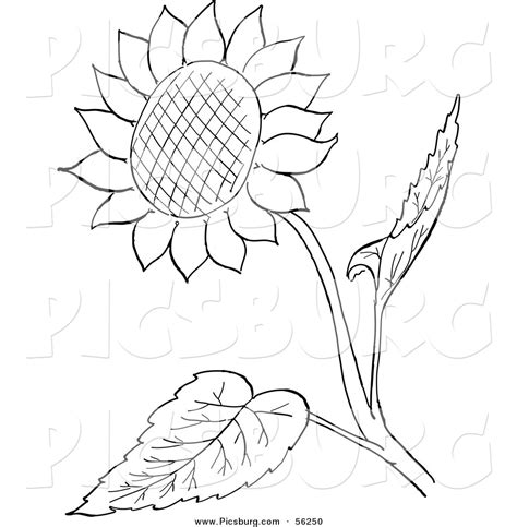 Clip Art of a Sunflower and Leaves - Black and White Line Art by Picsburg - #56250