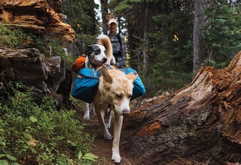 Backpacking with Dogs: Essential Tips to Prepare Your Pet