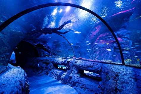 SEA LIFE, the new aquarium at The Shops at Rivercenter, is now open