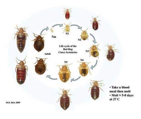 cockroach life cycle days - Malinda Childers