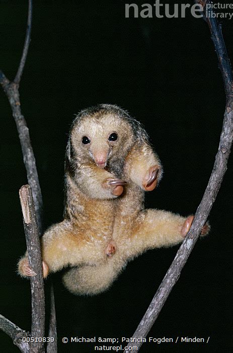 Nature Picture Library Pygmy Anteater (Cyclopes didactylus) in the ...