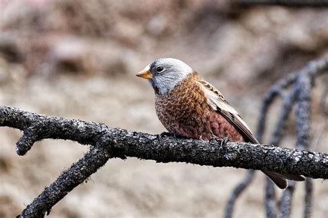 Gray-crowned rosy finch Photograph by Rick Ulmer - Fine Art America