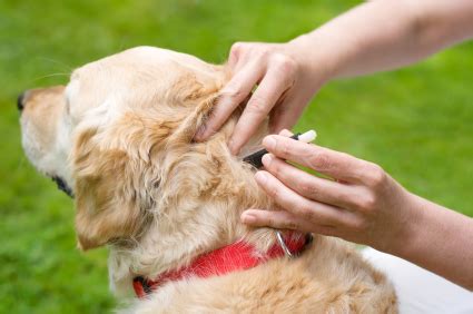 health - How effective is flea and tick spot treatment on dogs with ...