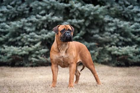 Largest English Bull Mastiff