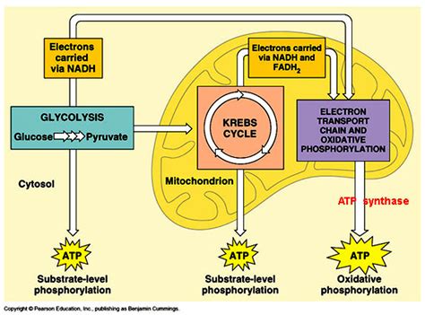 Ch9 Cellular Respiration - MR. DODD WALDWICK HIGH SCHOOL