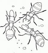 Coloring Pages Of Ant sketch template