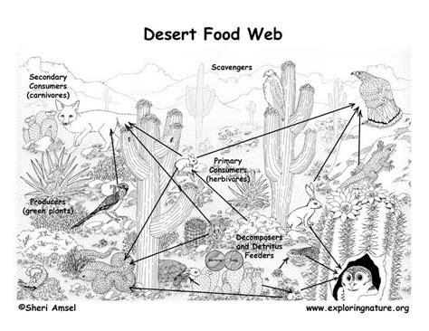 Desert Decomposers List