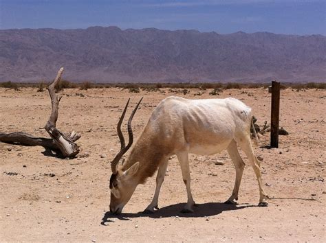 Liana's Adventures: Desert Animals