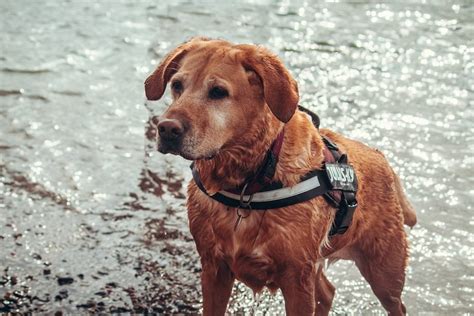 The Ultimate Guide to Labrador Retriever Training