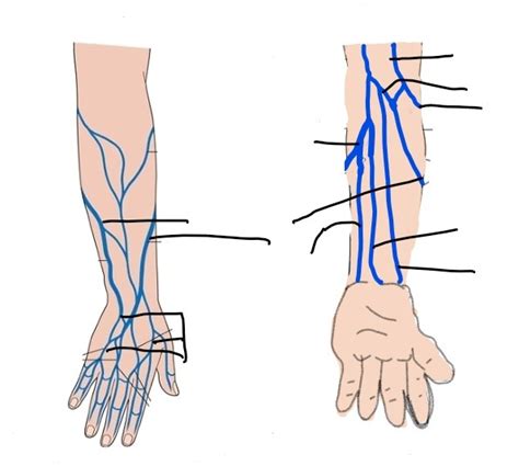 Phlebotomy arm vein diagram Diagram | Quizlet