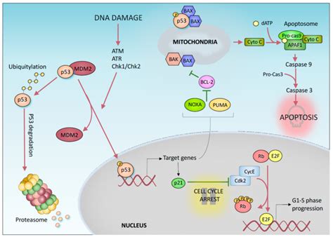 p53-mediated DNA damage response. p53 post-translational modifications ...