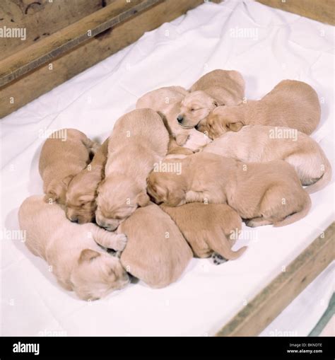 Litter of eleven yellow labrador puppies sleeping together Stock Photo - Alamy