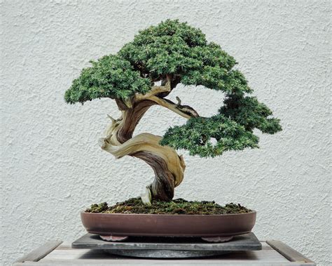 How to Grow and Care for a Bonsai Tree