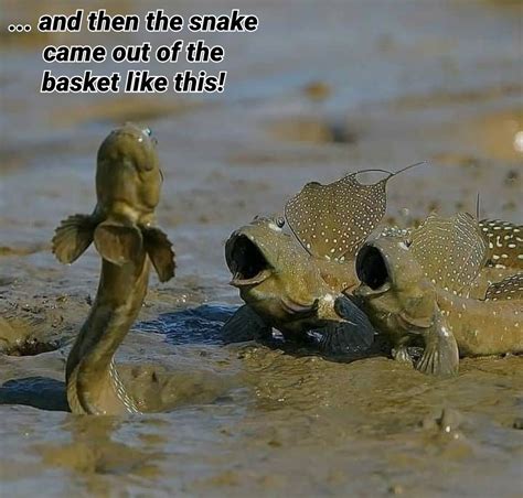 The best snake memes :) Memedroid