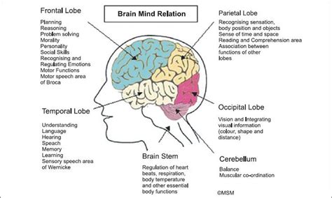 Brain Structure And Functions | Brain structure, Brain parts and functions, Human experience