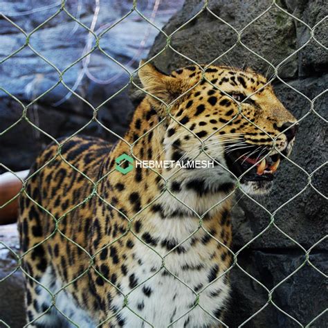 Types of Fencing for Zoo Enclosures