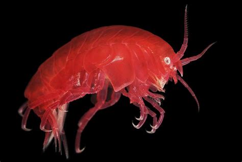 Amphipod Crustacean Photograph by Alexander Semenov