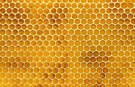 Bee Hive Wallpapers - Wallpaper Cave