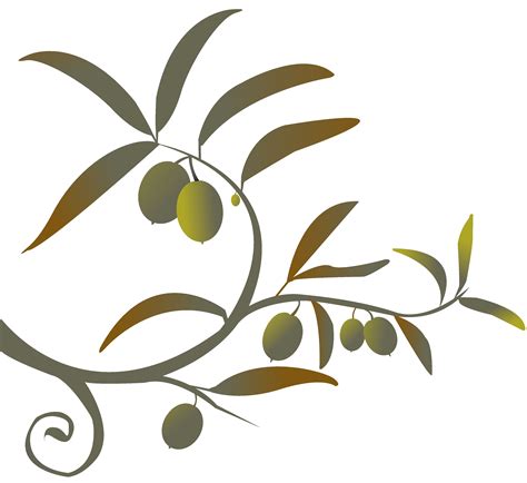 Olive branch clipart 20 free Cliparts | Download images on Clipground 2024