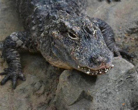 Chinese Alligator - Facts, Diet, Habitat & Pictures on Animalia.bio