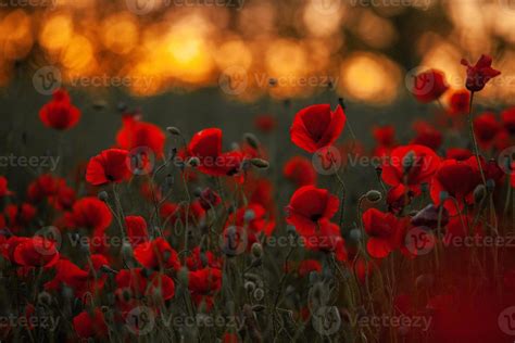 Beautiful field of red poppies in the sunset light. close up of red ...