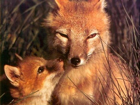 Mom and baby foxes - Fox Photo (24577046) - Fanpop