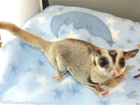 Types of Sugar Gliders | Different Breeds & Colors - The Doorstep