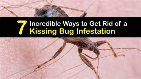 Smart Kissing Bug Prevention Strategies