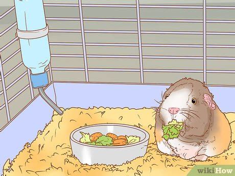 How to Get Your Guinea Pig to Popcorn: 9 Steps (with Pictures)