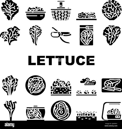 lettuce salad leaf vegetable icons set vector Stock Vector Image & Art - Alamy