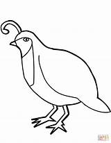 Quail Coloring Clipart Drawing California Pages Line Bird Gambel  sketch template