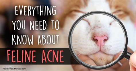 How Feline Acne Develops