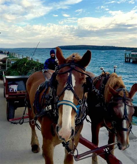 Christmas trees arriving on Mackinac Island. | Mackinac island, Places to travel, Places to go