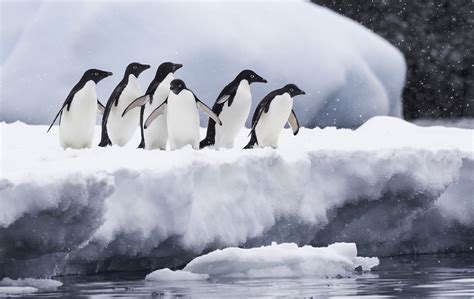 Penguin Mega-Colonies 17 Nights at the South Pole | One Ocean Expeditions